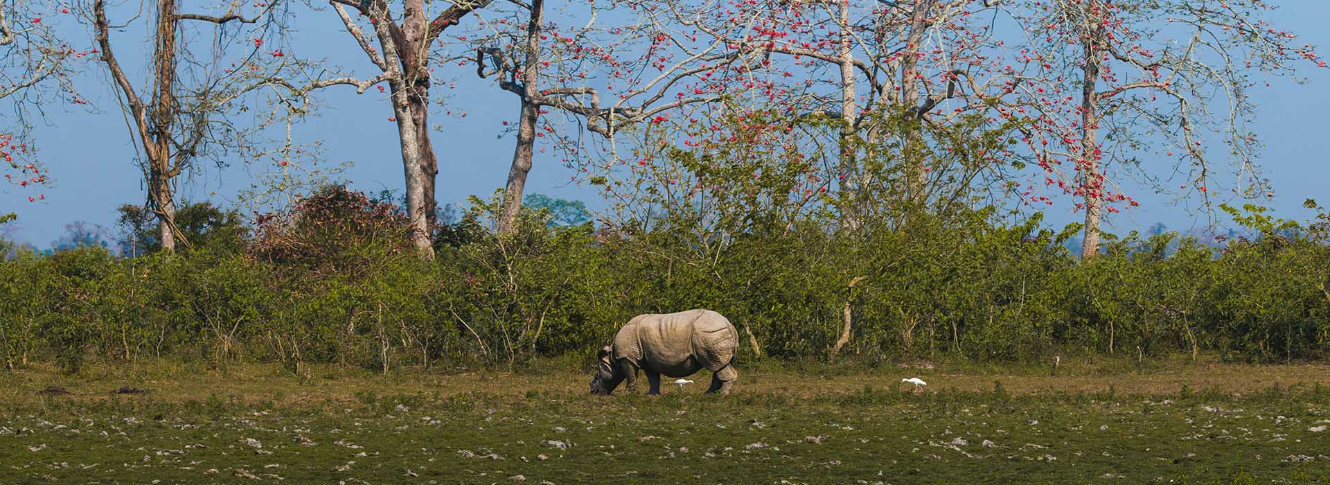 Wild Wonders of Assam – 3 Nights 4 Days Kaziranga Safari Tour